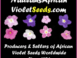 Nadeau's African Violet Seeds