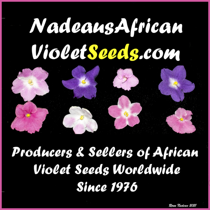 Nadeau's African Violet Seeds
