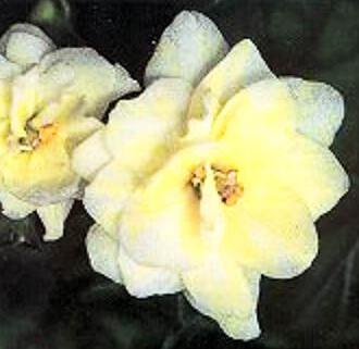 1992 yellow