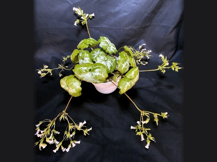 Primulina glandulosa var. yanshuouensis