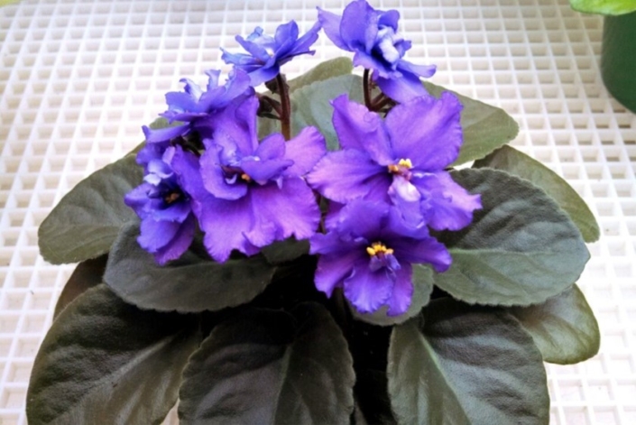 Hybridizing African Violets - African Violet Society of America