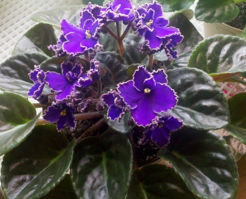 Hybridizing African Violets - African Violet Society of America