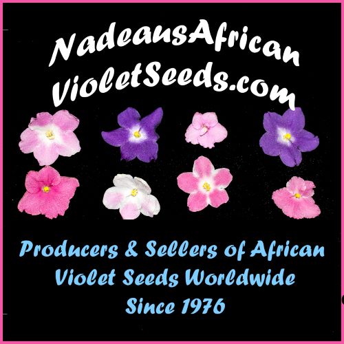 Nadeau African Violet Seeds