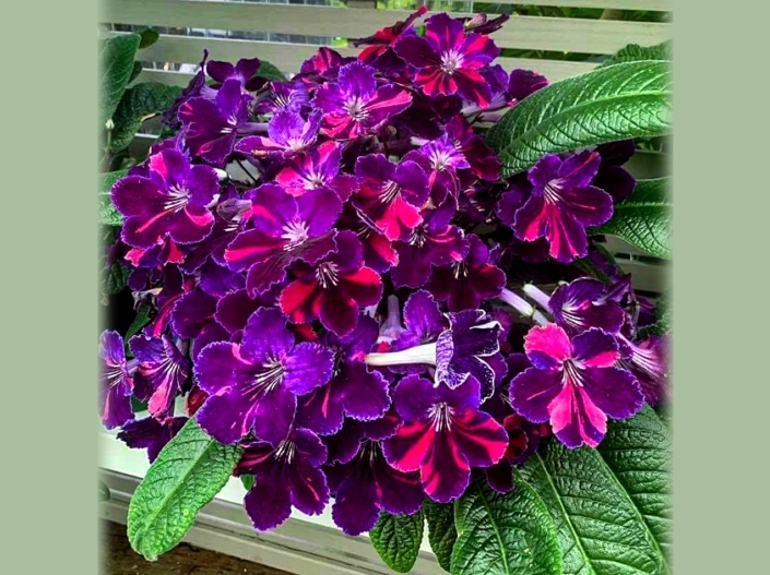 Streptocarpus 'Steffano's Purple Tiger' (S. Covolo) Medium Purple bi-tone, white throat, black and yellow guidelines, darker purple venous work overlay, hot coral pink fantasy rays and dashes. Medium green foliage on a medium size growing plant.