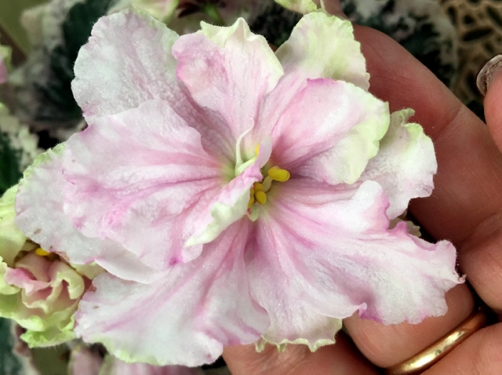 ND-Pestrye Barkhatsy (N. Danilova-Suvorova) Large single to semidouble frilled pale pink/darker pink splashes and rays, light green petal tips, variable yellow-orange center when bloom matures. Variegated dark green and cream-pink, wavy. Standard