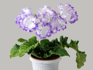 Streptocarpus 'DS-2422' (P. Enikeev) Large white frilled flowers/lavender edge with netting. Abundant flowering.