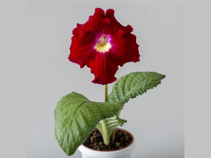 Streptocarpus 'DS-2432' (P. Enikeev) Huge bright red flowers/yellow center. Compact rosette.