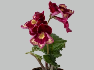 Streptocarpus 'DS-2437' (P. Enikeev) Huge, bright red flowers/yellow eye. The edge of the lower petals is twisted into a tube.
