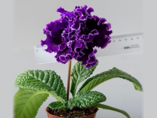 Streptocarpus 'DS-2460' (P. Enikeev) Huge purple dense-double, more than 4-inch flowers. Compact rosette.