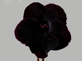 Streptocarpus 'DS-2487' (P. Enikeev) Large black-red/red fantasy.
