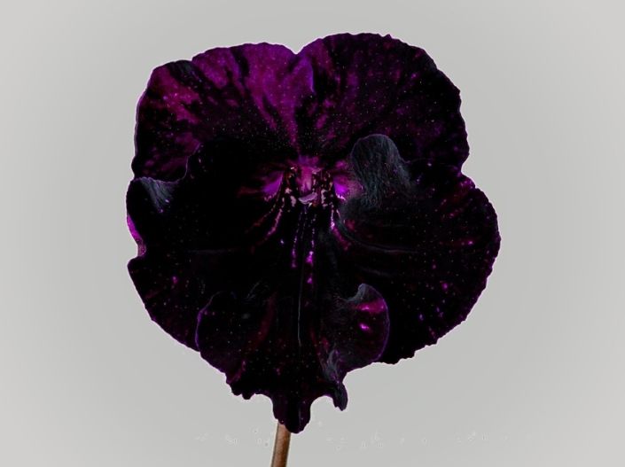 Streptocarpus 'DS-2515' (P. Enikeev) Large black-purple/purple fantasy.