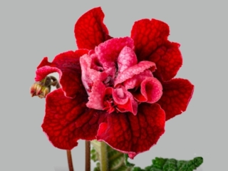 Streptocarpus 'DS-Diva' (P. Enikeev) Huge, scarlet, dense-double flowers.