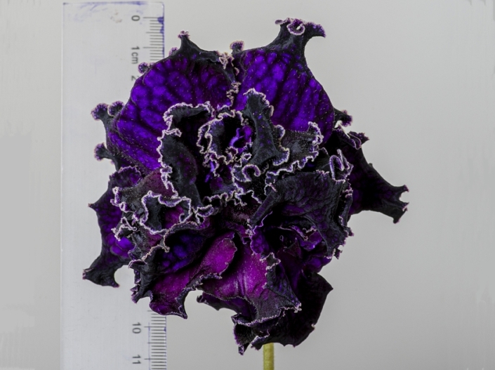 Streptocarpus 'DS-Flowerbomb' (P. Enikeev) Huge dense-double purple flowers/white edge.