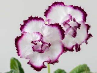 Streptocarpus 'DS-Forbidden Pleasure' (P. Enikeev) Large semidouble white/purple edge.