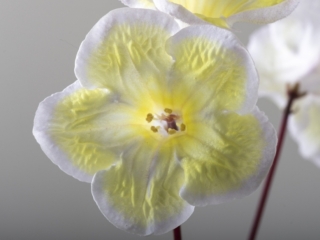 Streptocarpus 'DS-Gold' (P. Enikeev) Huge, yellow, star-shaped flower. Compact rosette.