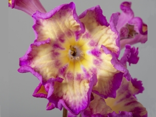 Streptocarpus 'DS-Neon' (P. Enikeev) Huge, star-shaped flower with a gradient transition of hue from crimson to yellow.