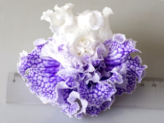 Streptocarpus 'DS-Poseidon' (P. Enikeev) Huge, dense-double white flowers with azure netting.