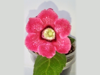Sinningia speciosa 'GriN Rozovaia Brusnika' (N. Grisha) Single pale pink/bright pink splashes, speckles, white throat with burgundy band, speckles. Light green, mini Sinningia speciosa.