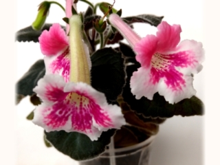 Sinningia 'GriN Al'fa' (N. Grisha) Single white wavy/raspberry and dark pink splashes, speckles and streaks, occasional coral-pink upper lobes. Dark green, mini sinningia.