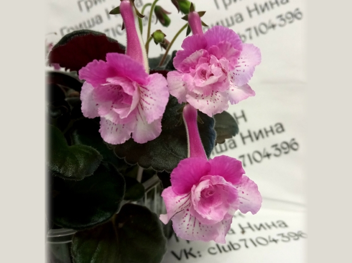Sinningia 'GriN Kruzhevnitsa' (N. Grisha) Double flowers/lilac-pink upper lobes, pale pink lower lobes with lilac speckles. Dark green, mini sinningia.
