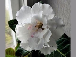 Sinningia speciosa 'NG-Belaia V'iuga' (N. Grishina) Very large (5+ inches)double white/red splashes over petals. Short peduncles. Dark green with silvery veins large rosette, 14-16 inches.