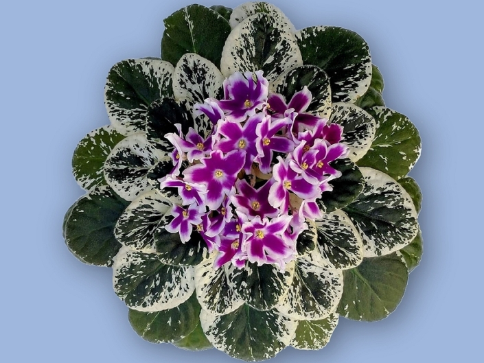 K's Simply Put (K. Hajner) Single-semidouble white star/violet patches. Variegated medium green and white. Standard