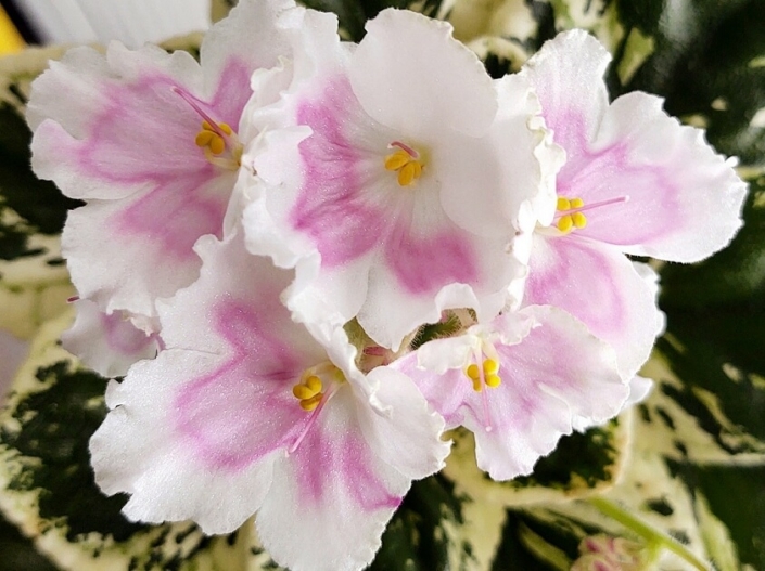 K's Soaring Softly (K. Hajner) Single-semidouble white pansy/ pink thumbprints surrounded in dark pink edges. Variegated medium green and white. Standard