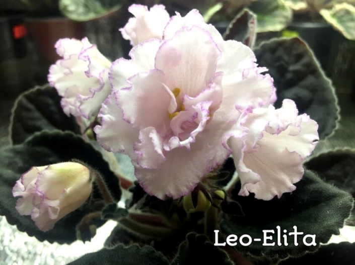 Leo-Elita (A. Ivanytskyi) Pale white-pink color pansy bells with a dark pink edge. Longifolia leaves. Standard