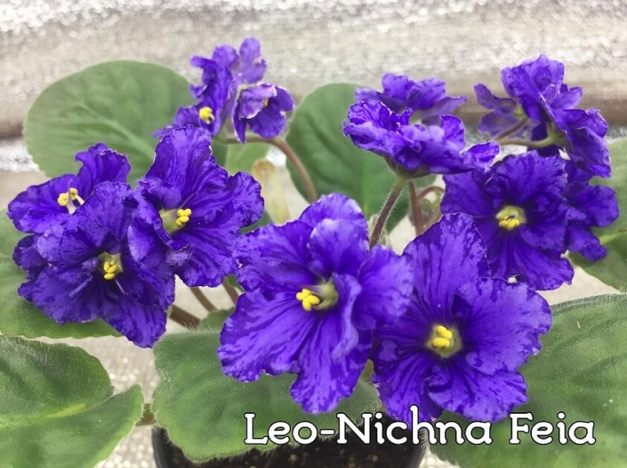 Leo-Nichna Feia (A. Ivanytskyi) Blue pansy/dark blue fantasy. Green leaves. Standard