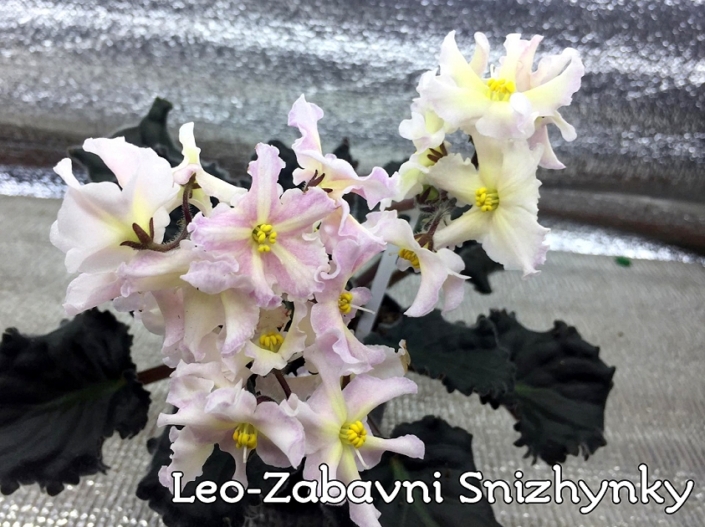 Leo-Zabavni Snizhynky (A. Ivanytskyi) White-yellow-pink stars. Dark green. Standard