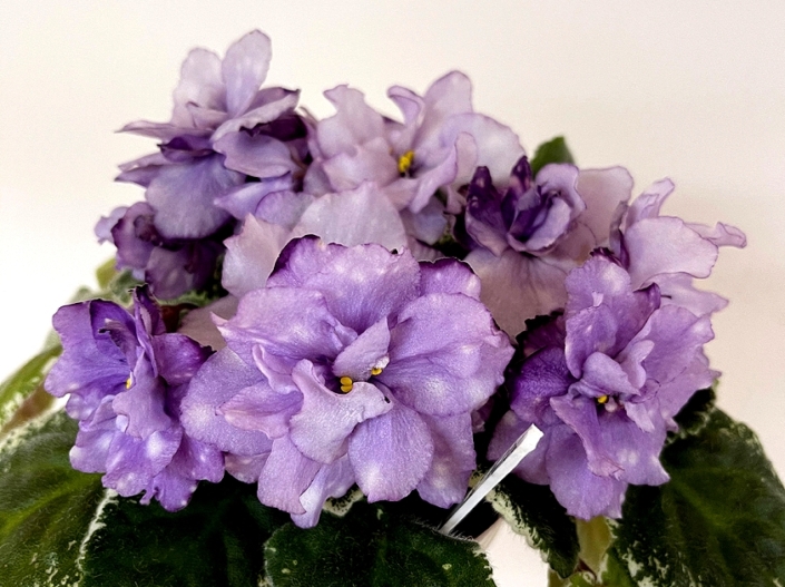 KT-Domovenok Kuzia (I. Kabanova/E. Trofimenko) Large double lavender pansy/white puff fantasy, variable purple petal tips. Variegated, light green and white, quilted. Standard