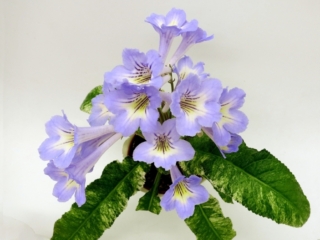 Streptocarpus 'MK-Morskaia Zhemchuzhina' (M. Karpova) Blue flower (2 inches),with a yellow neck and blue rays coming out of the neck, slightly wavy edges. Variegated. Semiminiature