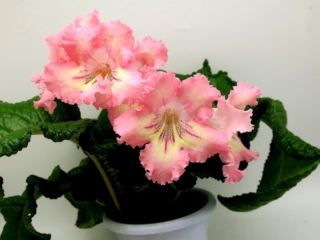 Streptocarpus 'MK-Rozovyi Desert' (M. Karpova) Pink large flower (4 inches) yellow-white center, crimson rays with speckles, wavy edges.