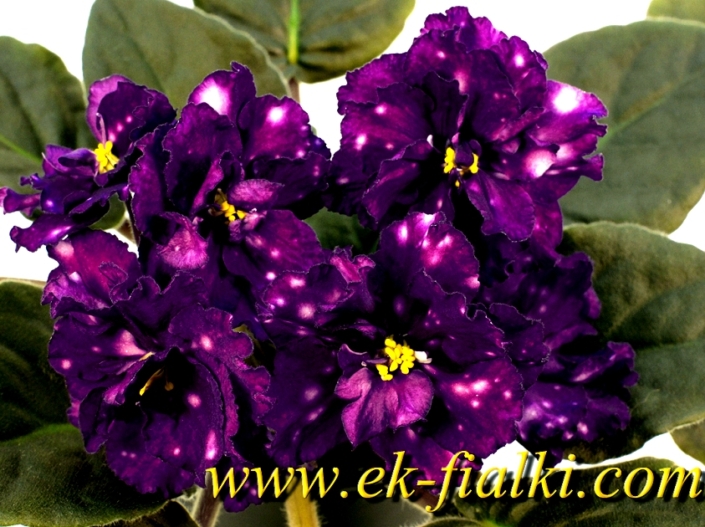 EK-Chernil'nye Ametisty (E. Korshunova) Large double frilled purple/white puff fantasy. Dark green. pointed. Standard