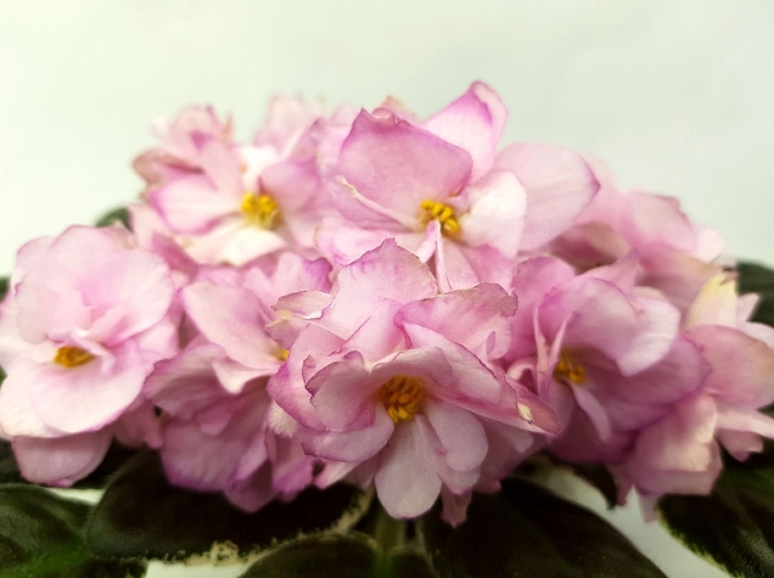 NK-Gortenziia (N. Kozak) Semidouble pink, fuchsia petal tips. Variegated medium green and cream. Standard
