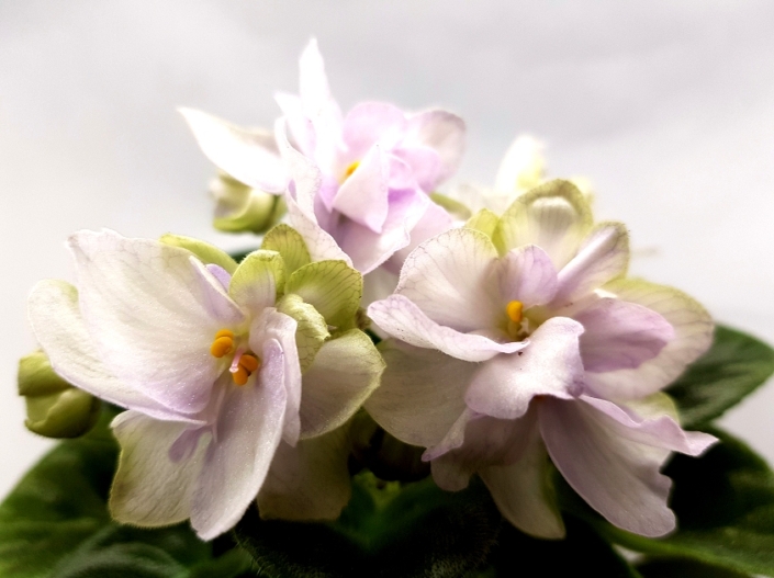 NK-Nizhnost' Orkhideii (N. Kozak) Semidouble white-lilac pansy, green outer petals. Medium green, plain. Semiminiature