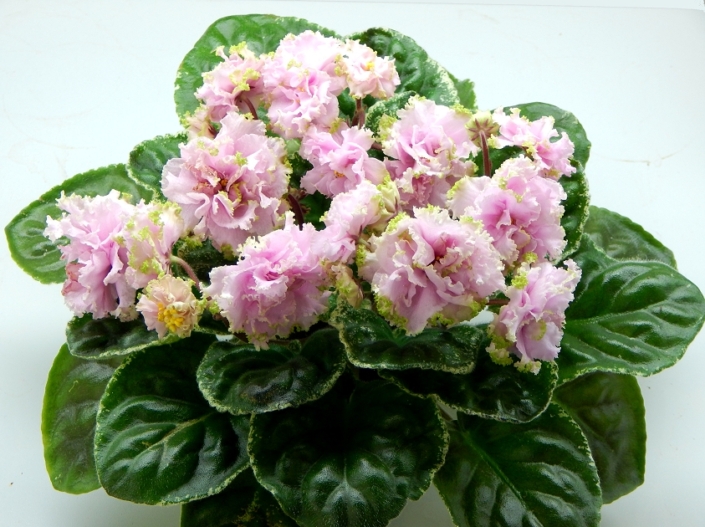 KNN-Raiskoe Naslazhdenie (N. Kurilenko) Pale pink double flowers, light green edge. Variegated. Standard