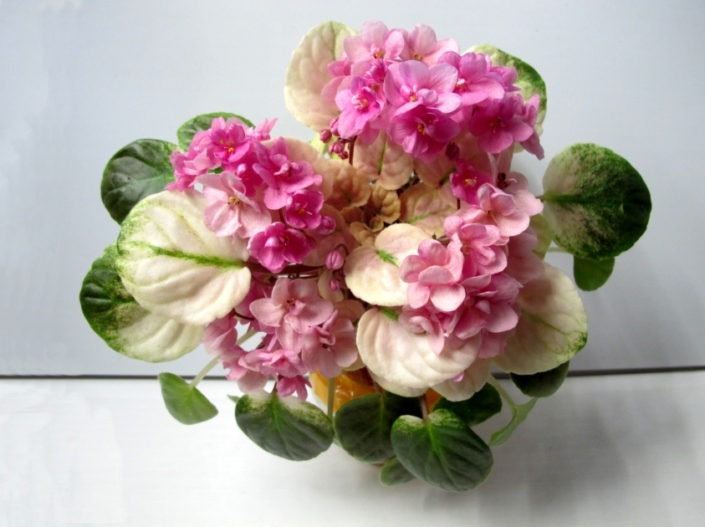 LiK-Fontan Nezhnosti (G. Lazarenko) Semidouble-double pink. Crown variegated medium green and yellow. Semimini trailer
