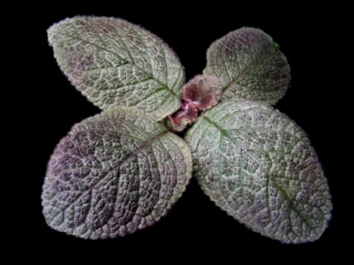 Episcia 'TM-Dymka' (T. Maltseva) Silver-green oval leaves of medium size with a slight brownish dusting in the upper part of the leaf. Young leaves have a pink tint. The flowers are red.