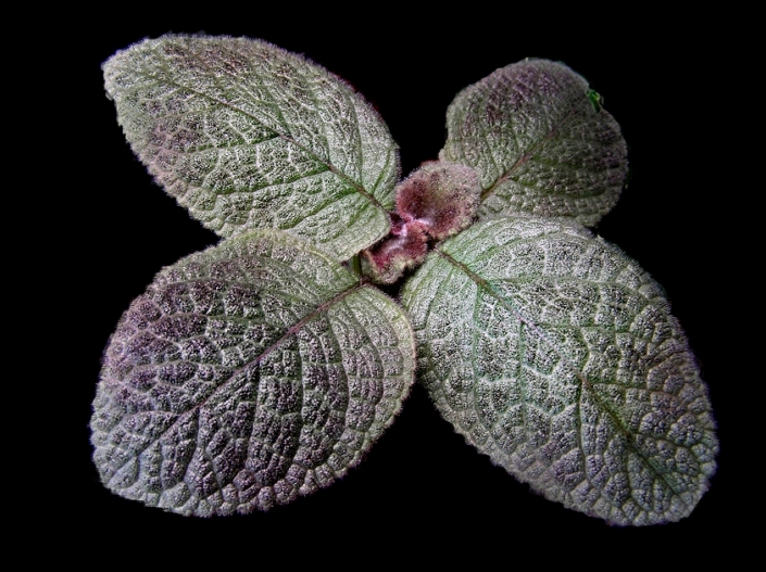 Episcia 'TM-Dymka' (T. Maltseva) Silver-green oval leaves of medium size with a slight brownish dusting in the upper part of the leaf. Young leaves have a pink tint. The flowers are red.