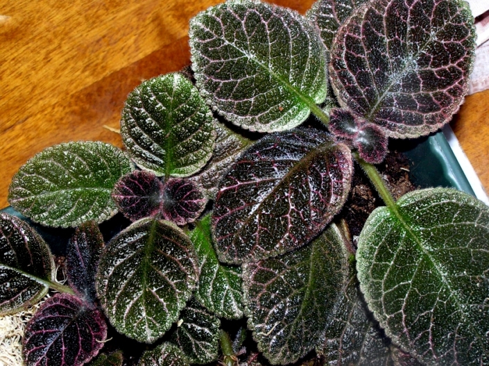 Episcia 'TM-Iutta' (T. Maltseva) Dark green leaves with red edges and streaks. A light stripe runs along the edge of the leaf. In daylight, they look black and red. The flowers are red.