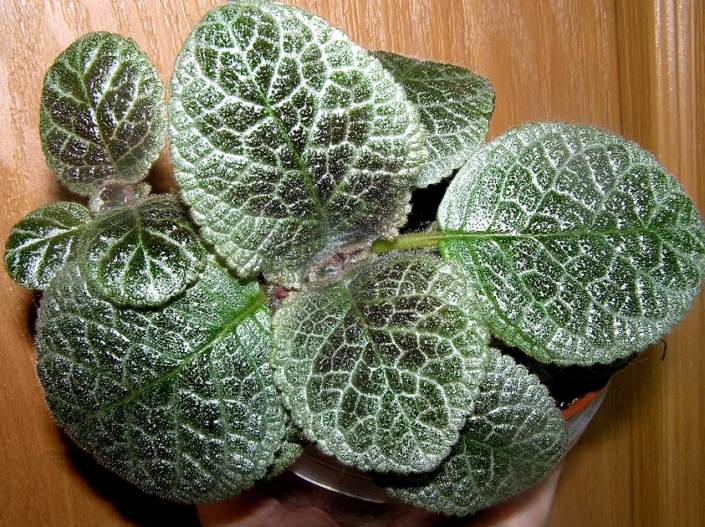 Episcia 'TM-Izumrud' (T. Maltseva) The leaves are rounded from light green to dark green shades. The veins are almost white. The flowers are red.