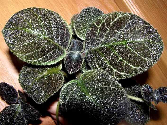 Episcia 'TM-Lesnaia Skazka' (T. Maltseva) The brown-green leaves are rounded, the green is bright, pinkish streaks are visible. The flowers are red.