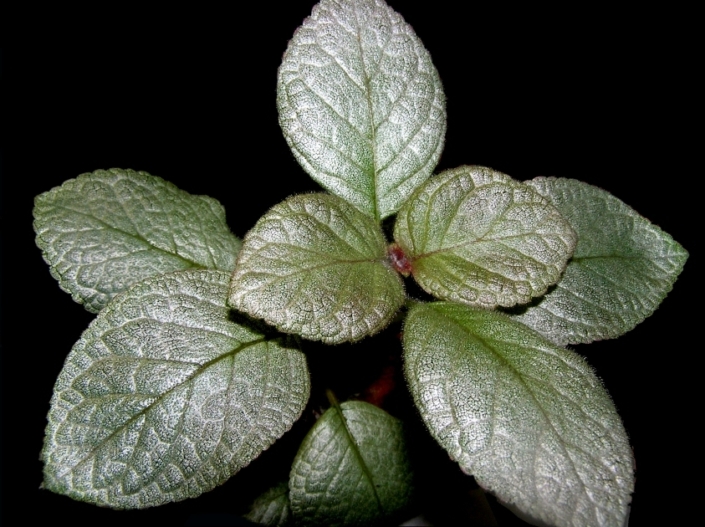 Episcia 'TM-Zhemchuzhinka' (T. Maltseva) Silvery, almost white sparkling leaves with a barely noticeable greenish tinge. The flowers are red-orange.