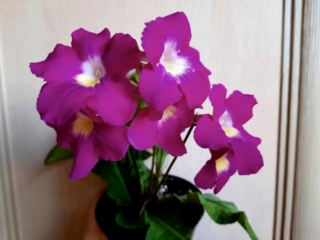 Streptocarpus 'ZM-Adel' (Z. Metlushko) Bright fuchsia /yellow center. Neat semimini rosette.