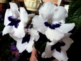 Streptocarpus 'ZM-Chaika' (Z. Metlushko) Large white/dark purple throat. Compact rosette.