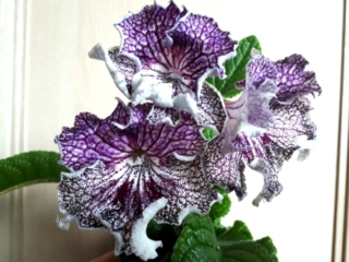 Streptocarpus 'ZM-Charodei' (Z. Metlushko) Large white, upper lobes lilac, lower lobes with purple veining, lower lobes with magenta veining. Wavy lobes with white underside.