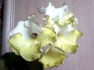Streptocarpus 'ZM-Ellada' (Z. Metlushko) Large blooms, upper lobes white, lower lobes yellow, bronze frilled edge.