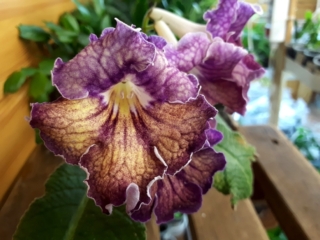 Streptocarpus 'ZM-Goriachii' Shokolad (Z. Metlushko) Chameleon surprise variety. Colors vary from brown to maroon, there is cherry, dark crimson, and notes of violet.