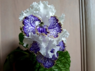 Streptocarpus 'ZM-Melisenta' (Z. Metlushko) Large frilled white/blue veining and bronze edge on lower lobes.